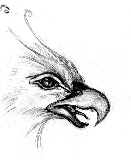 548x700 Phoenix Face Have Tried Eagle, Bird And Eye - Eagle Face Sketch