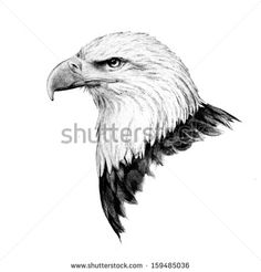 236x246 The 32 Best Eagle Faces Images Animal Pictures - Eagle Face Sketch