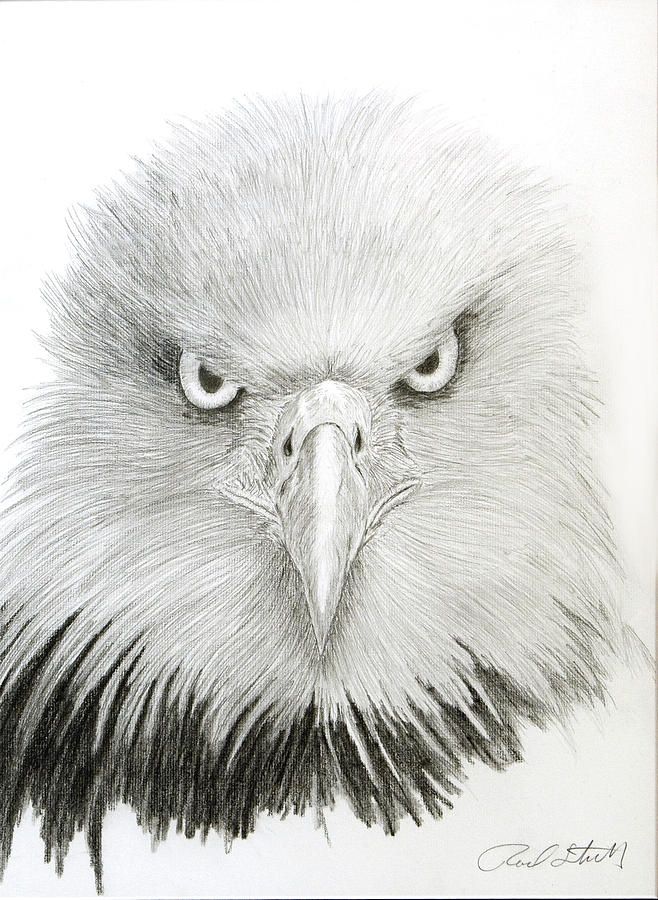 658x900 Pencil Drawings Of Eagles Eagle Eye Drawing - Eagle Face Sketch