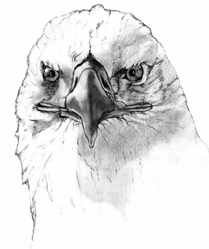 420x500 Bald Eagle - Eagle Face Sketch