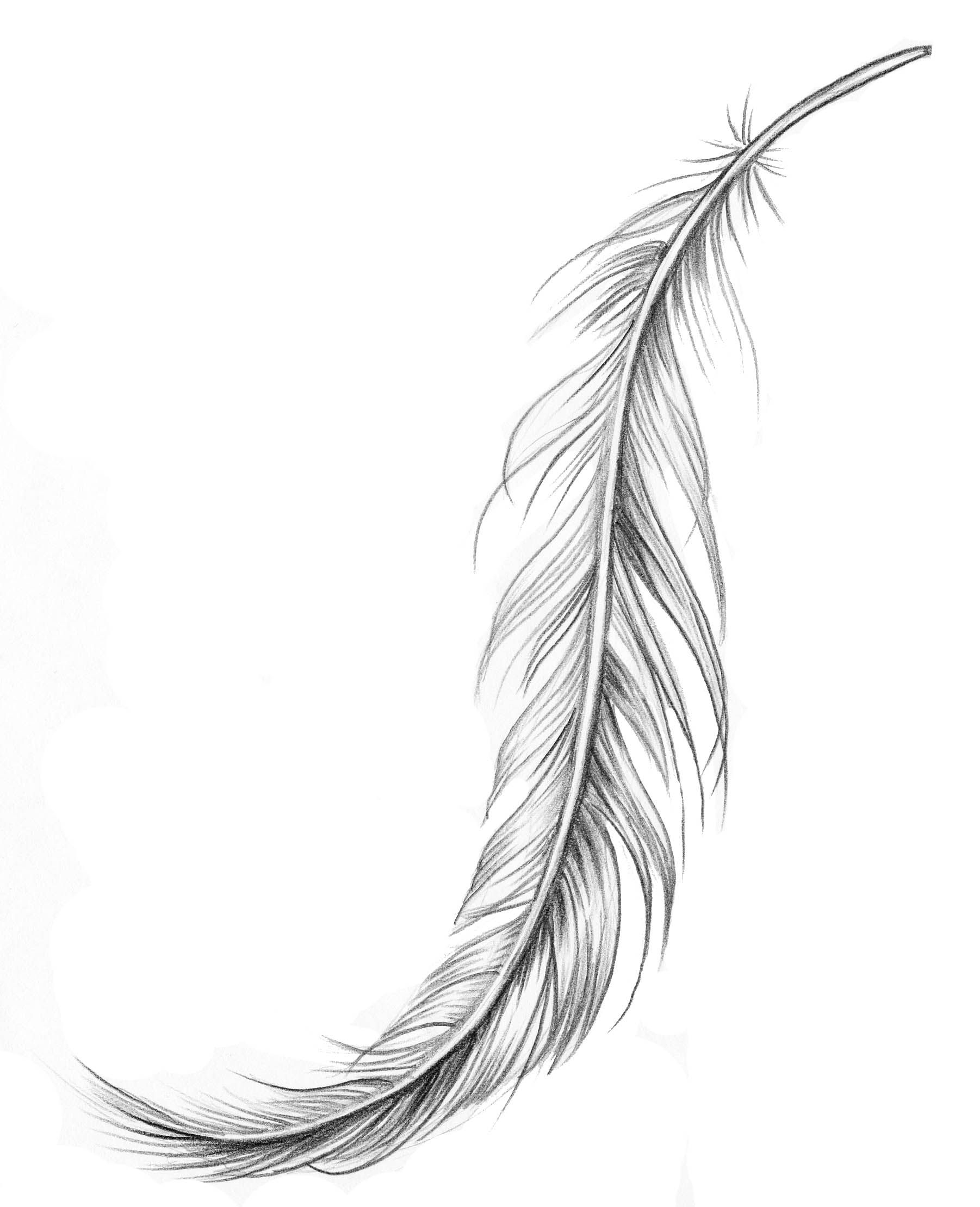 Eagle Feather Sketch. 