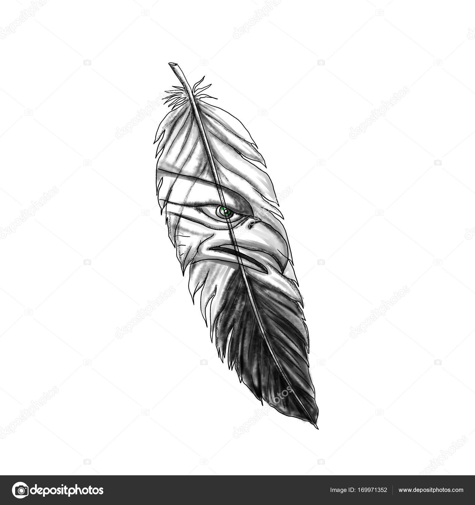 1600x1700 Eagle Feather Sketch Sea Eagle Feather Tattoo Stock Photo - Eagle Feather Sketch