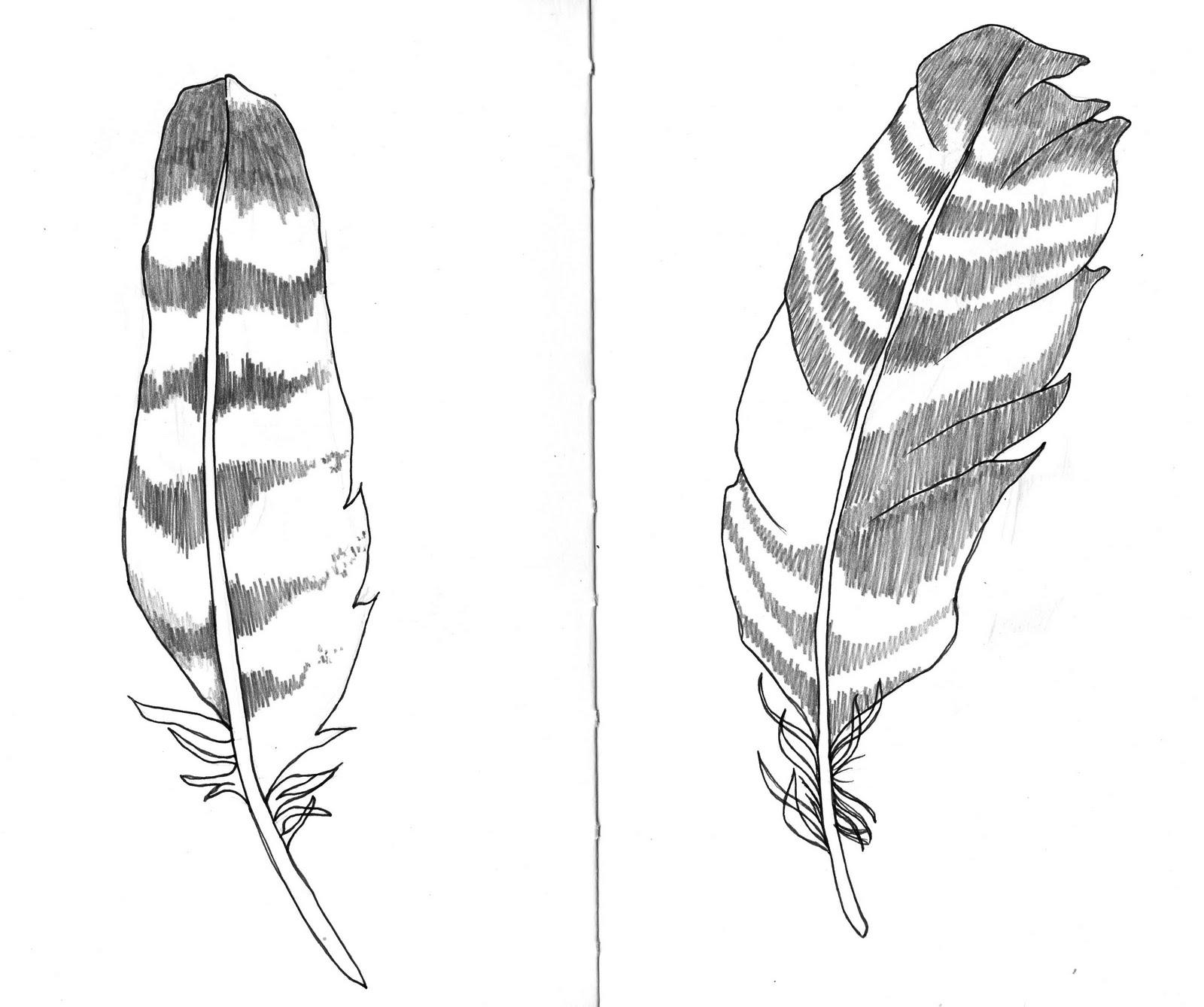 1600x1339 Collection Of Turkey Feather Drawing High Quality, Free - Eagle Feather Sketch