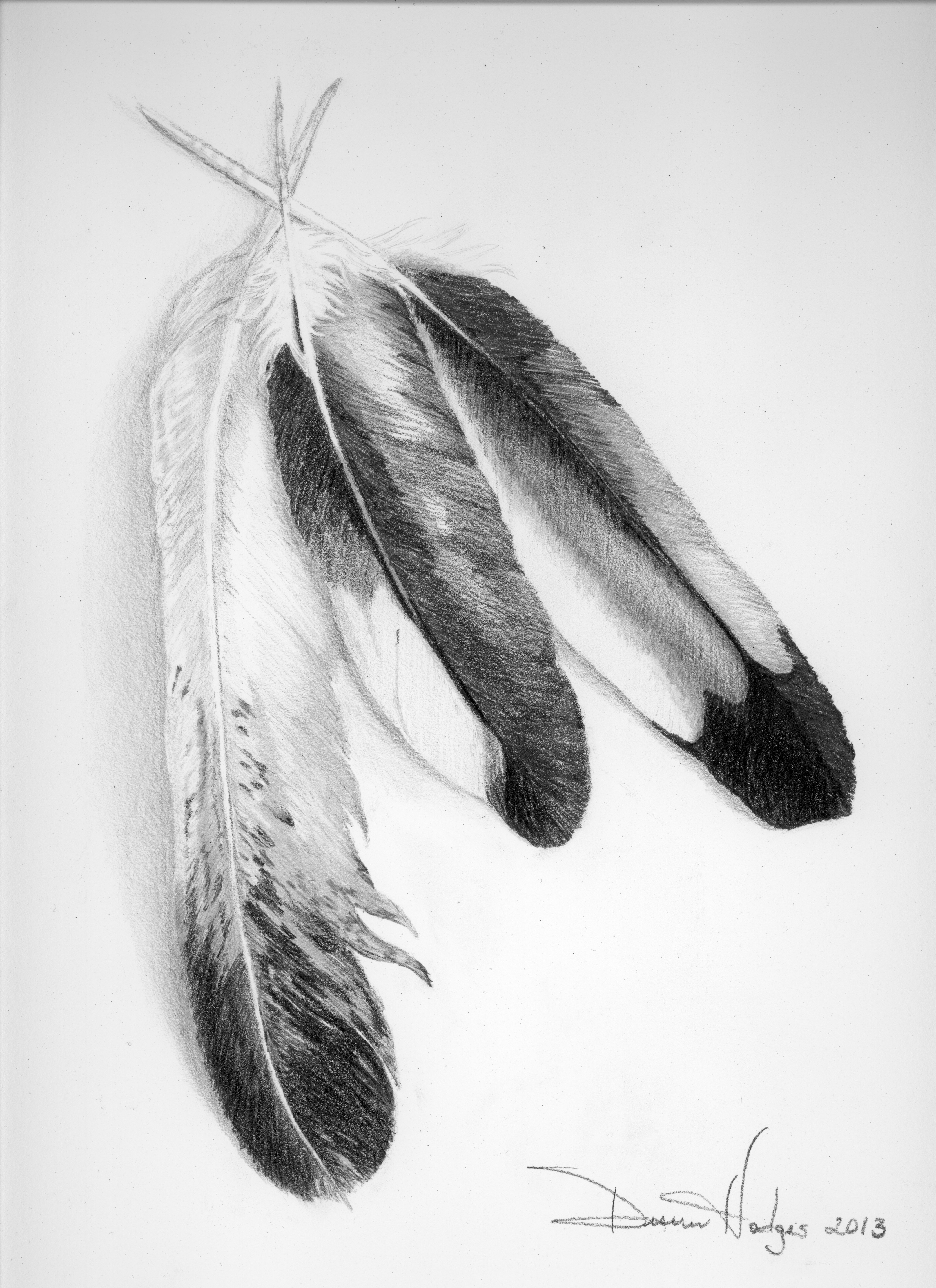 Eagle Feather Sketch At PaintingValley Explore Collection Of