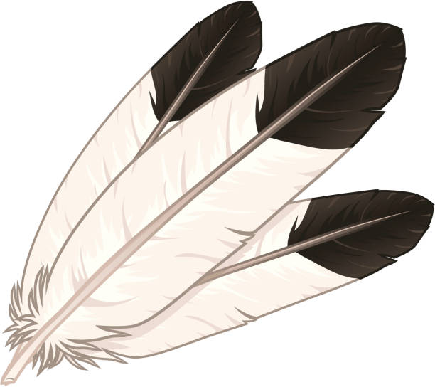 Eagle Feather Sketch at Explore collection of