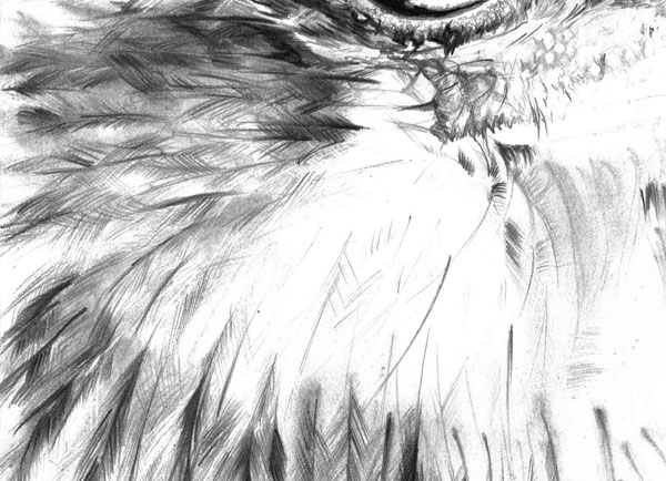 600x434 How To Draw A Realistic Bird Portrait In Pencil - Eagle Feather Sketch