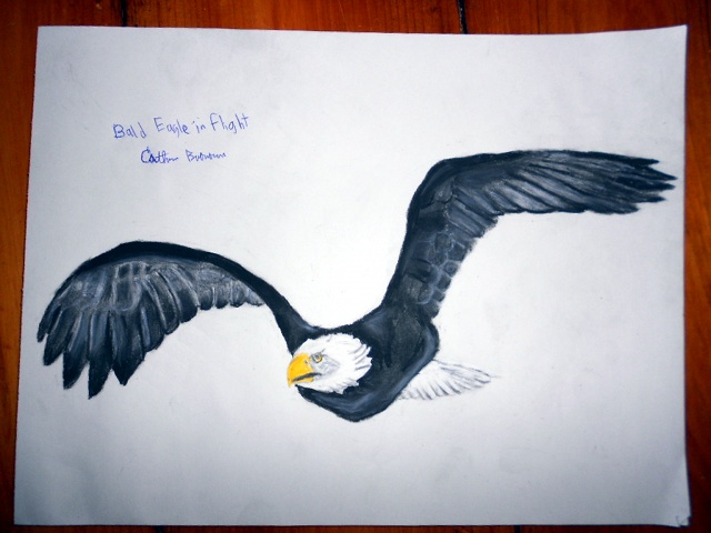 640x480 Drawn Bald Eagle Eagle Fly - Eagle Flying Sketch