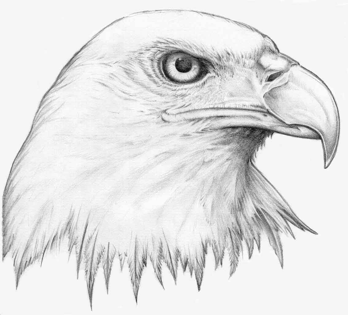 1137x1032 Eagle Drawings In Pencil Flying Eagle Pencil Drawing At - Eagle Flying Sketch