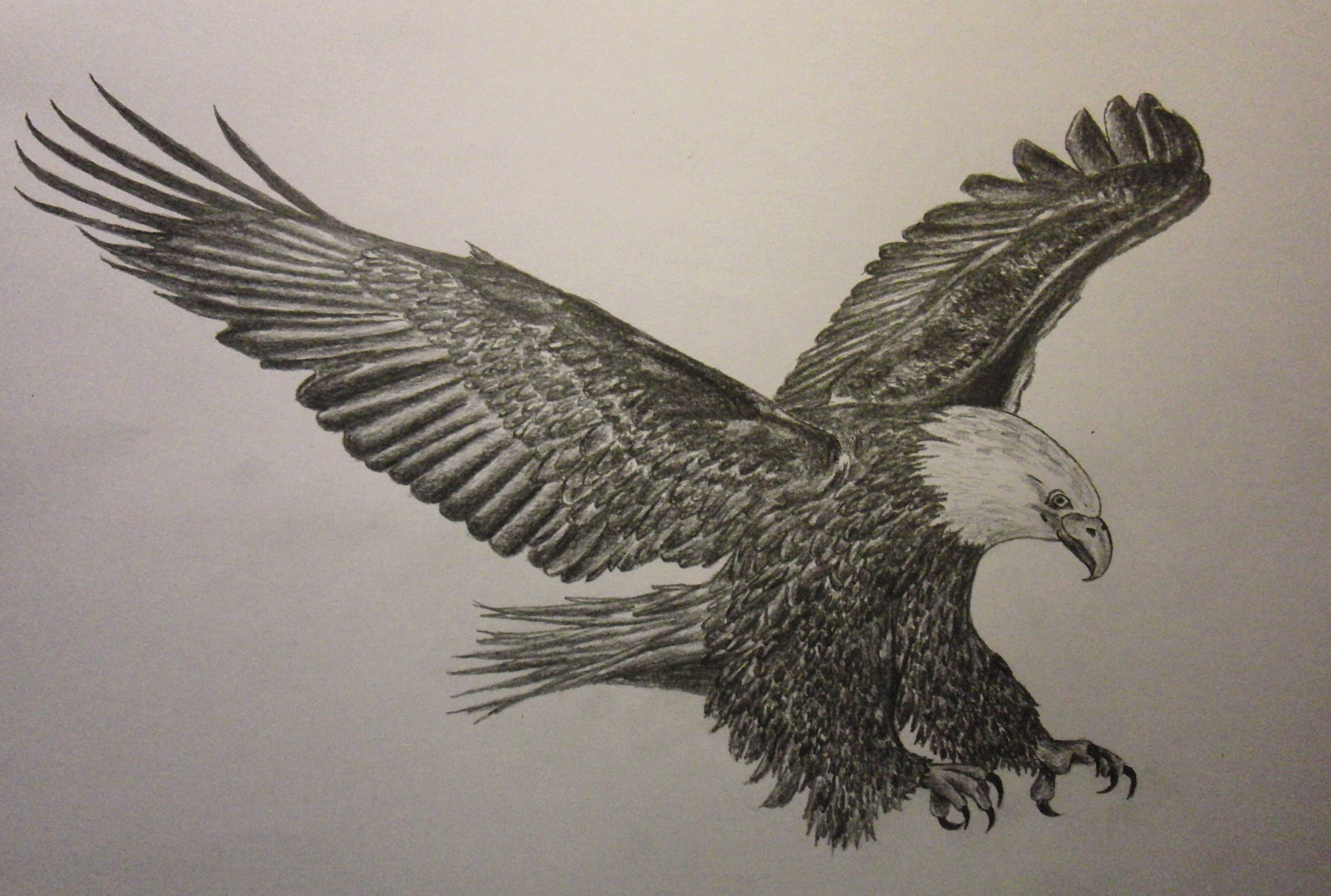 3336x2246 Eagle Flying Pencil Drawing Flying Eagle Pencil Drawing At - Eagle Flying Sketch