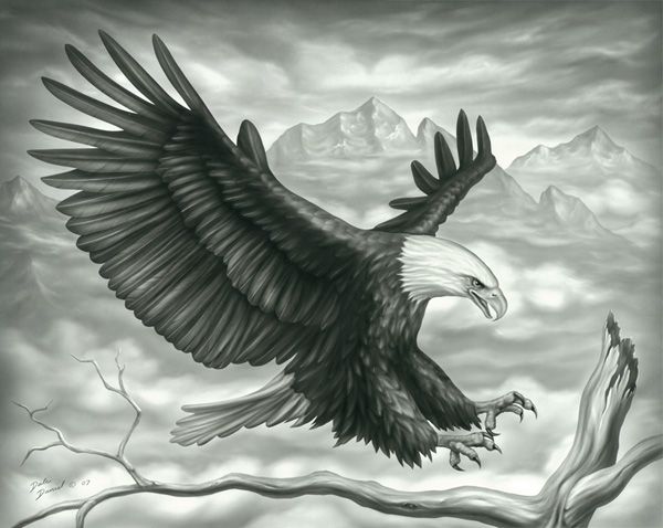 600x478 Pics For Gt Beautiful Sketches Of Eagles Birds - Eagle Flying Sketch