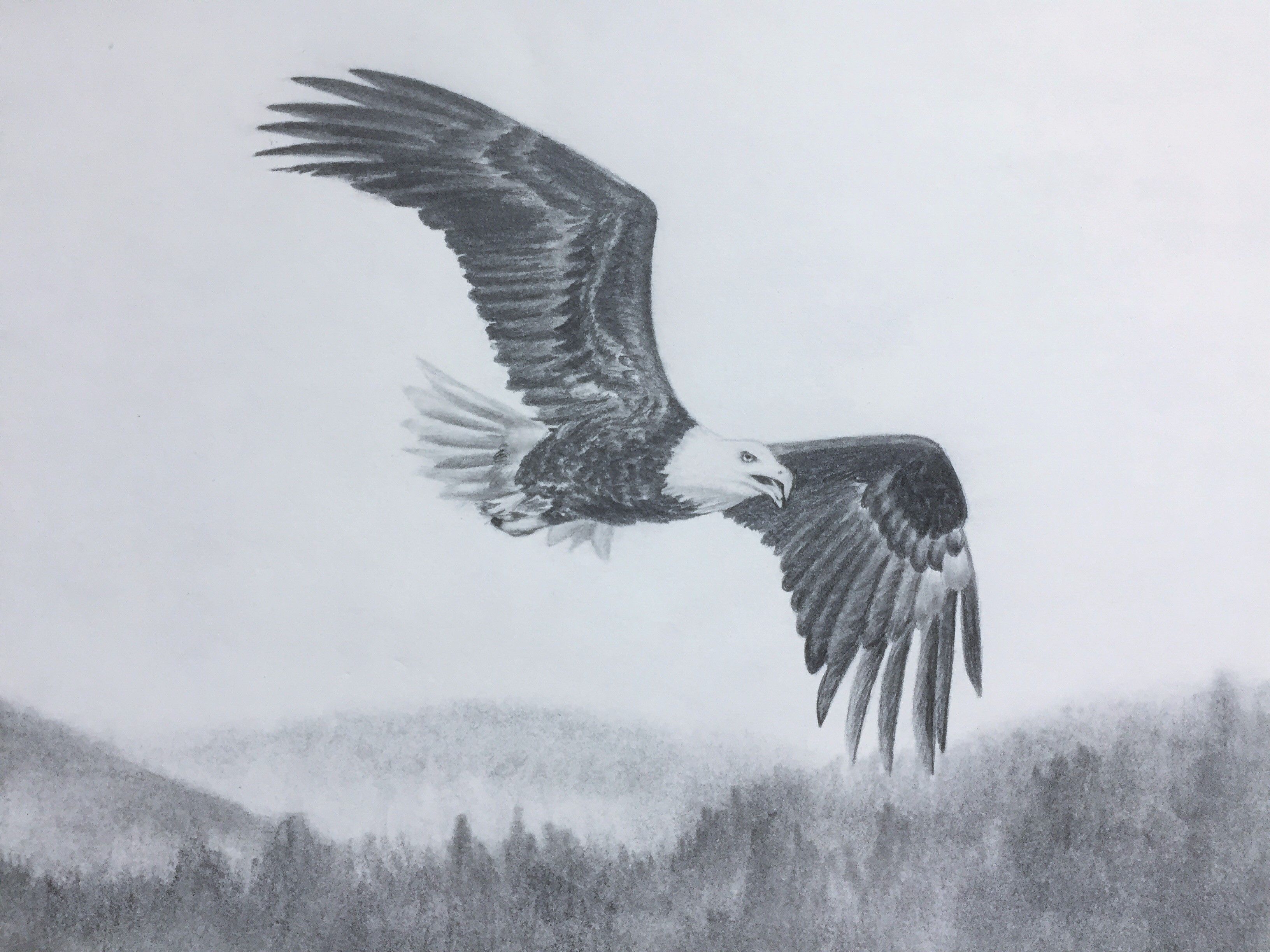3264x2448 Bald Eagle Flying Sketch. Original Graphite Pencil Drawing Of - Eagle Flying Sketch
