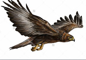 300x210 Drawing Of Eagle Flying Drawn Bald Eagle Eagle Fly - Eagle Flying Sketch