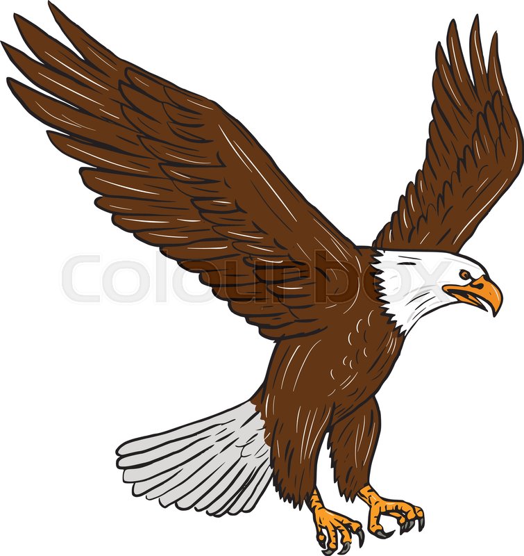 755x800 Drawing Sketch Style Illustration Of Bald Eagle Flying Wings - Eagle Flying Sketch