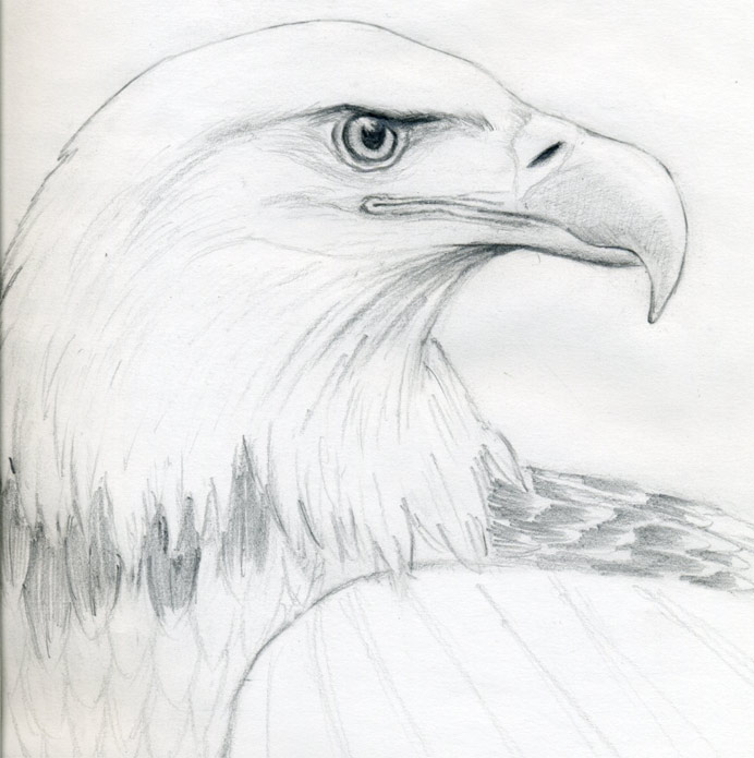 692x695 Draw A Bald Eagle - Eagle Head Sketch