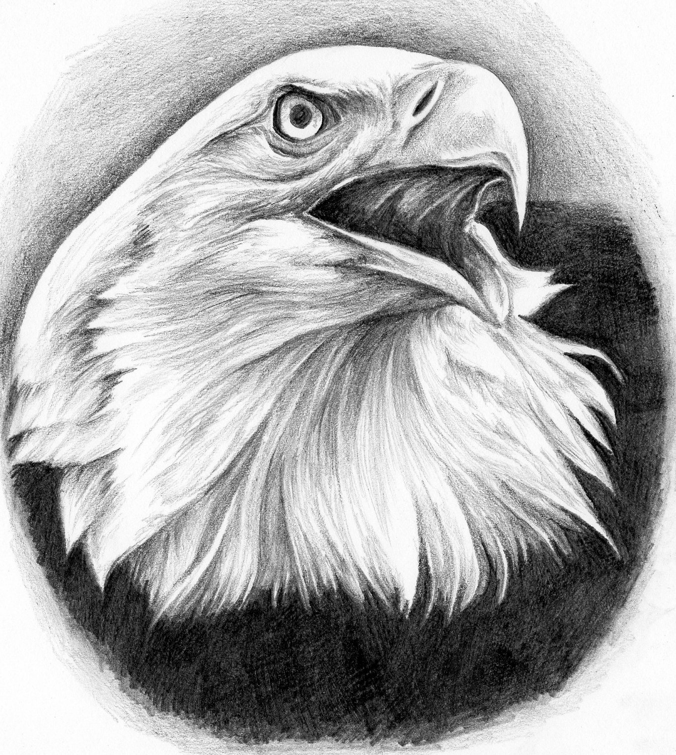 1343x1500 Eagle Head Drawings In Pencil Photos Draw A Bald Eagle Head - Eagle Head Sketch