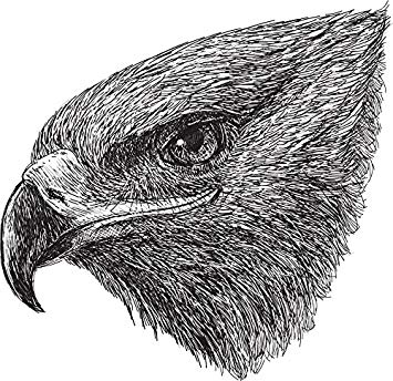 355x344 Steppe Eagle Head Sketch Home Decal Vinyl Sticker 12 - Eagle Head Sketch