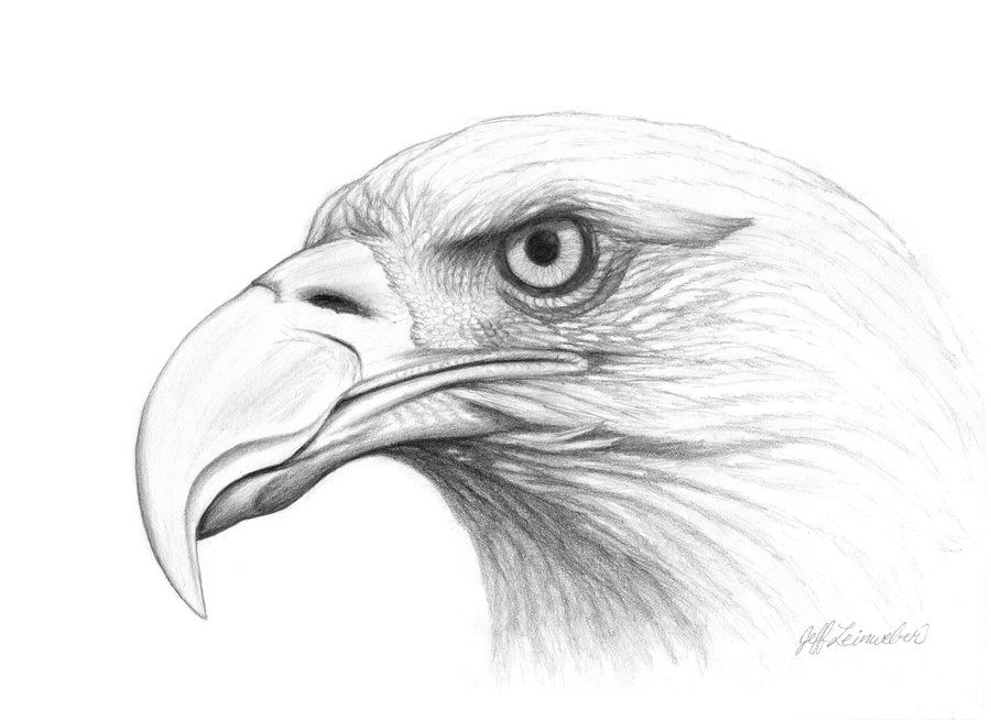 900x654 Eagle Drawings Eagle Head Pencil Drawing Bald Eagle Head By - Eagle Head Sketch