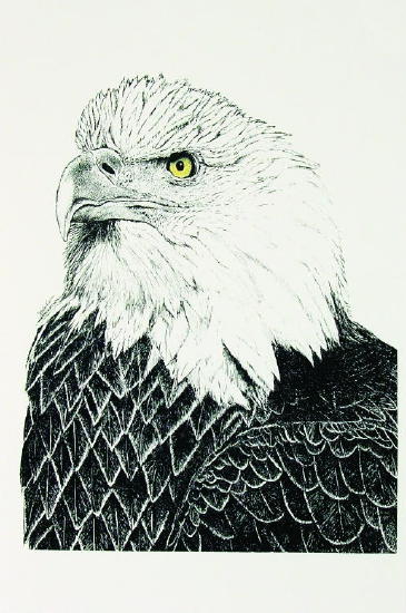 365x550 Bald Eagle Head Sketch By Julie Anne Collier - Eagle Head Sketch