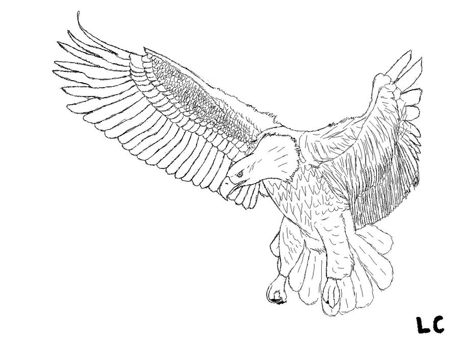 900x674 Drawn Eagle In Flight - Eagle In Flight Sketch