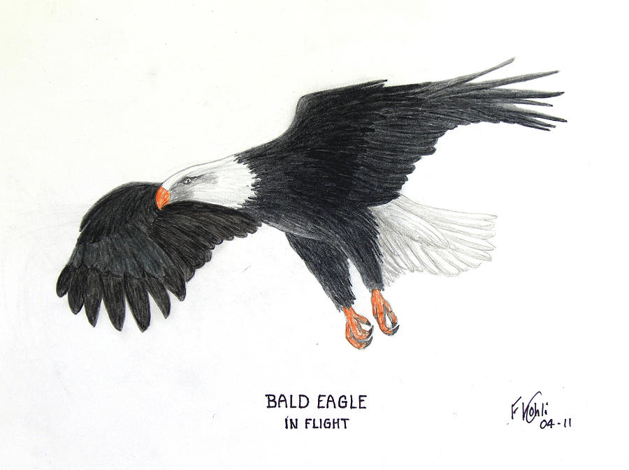 900x673 Collection Of Flying Eagle Colour Drawing High Quality, Free - Eagle In Flight Sketch