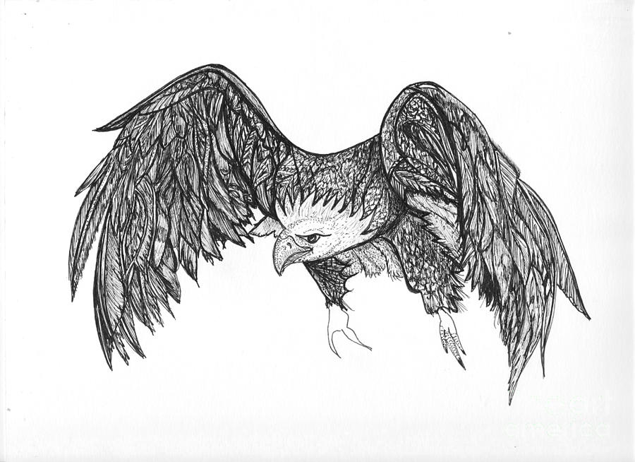 900x654 Eagle In Flight Drawing By Debra Cornelius - Eagle In Flight Sketch