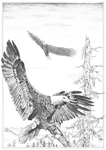 212x300 Eagle In Flight Drawings Fine Art America - Eagle In Flight Sketch