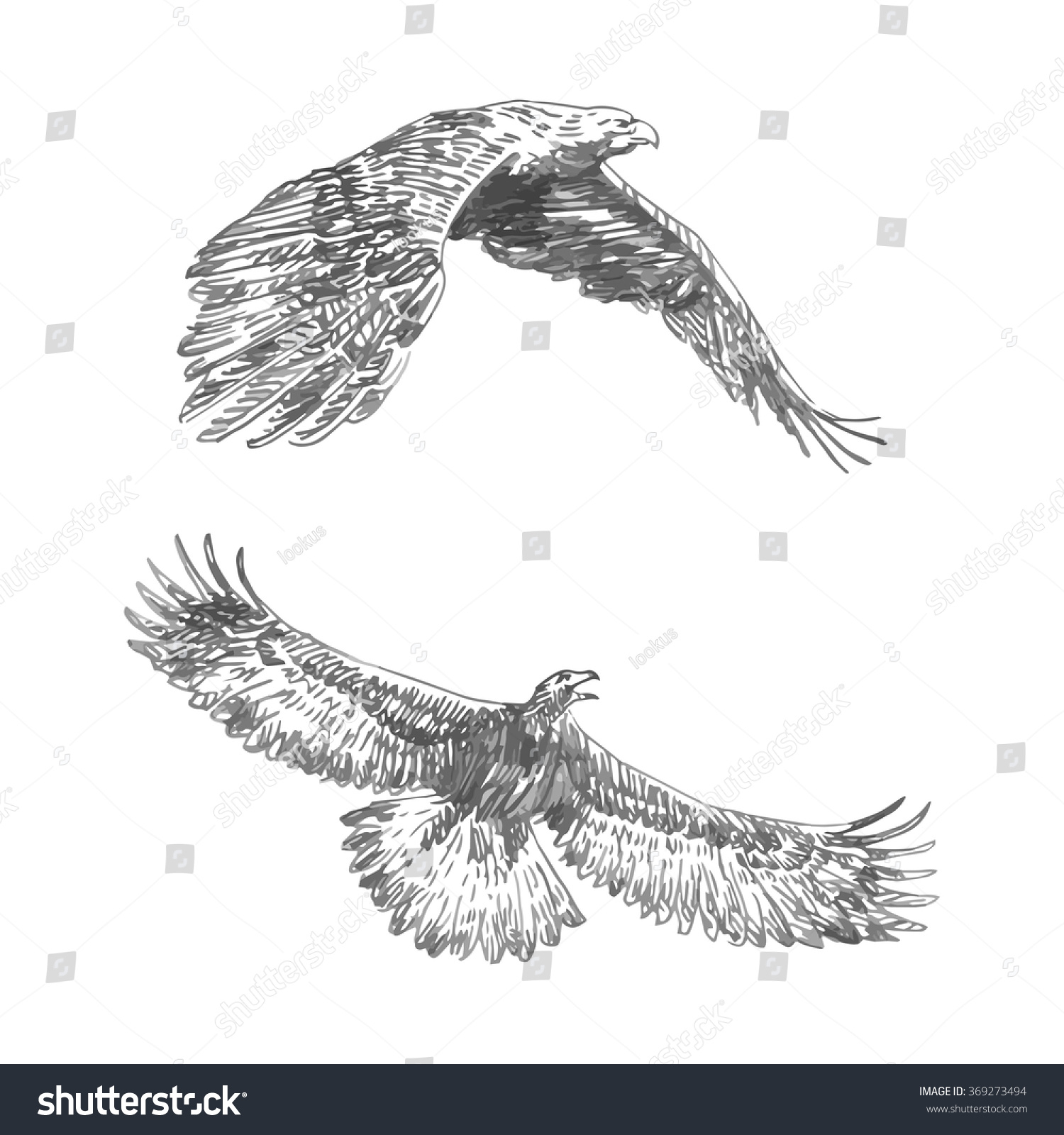 Летящий Орлан рисунок
