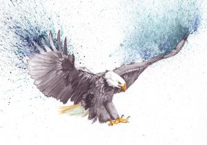 300x210 Pencil Drawings Of Eagles In Flight Easy Pencil Drawings Of Eagle - Eagle In Flight Sketch
