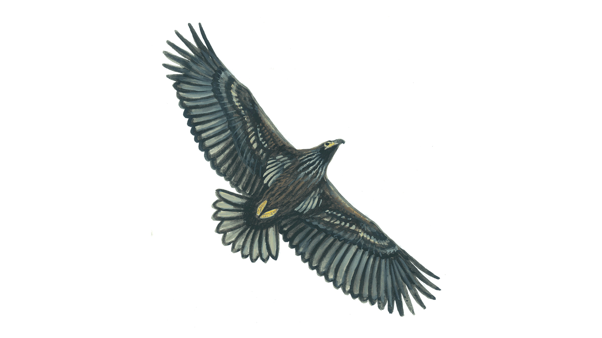 1200x675 White Tailed Eagle Facts Haliaeetus Albicilla - Eagle In Flight Sketch