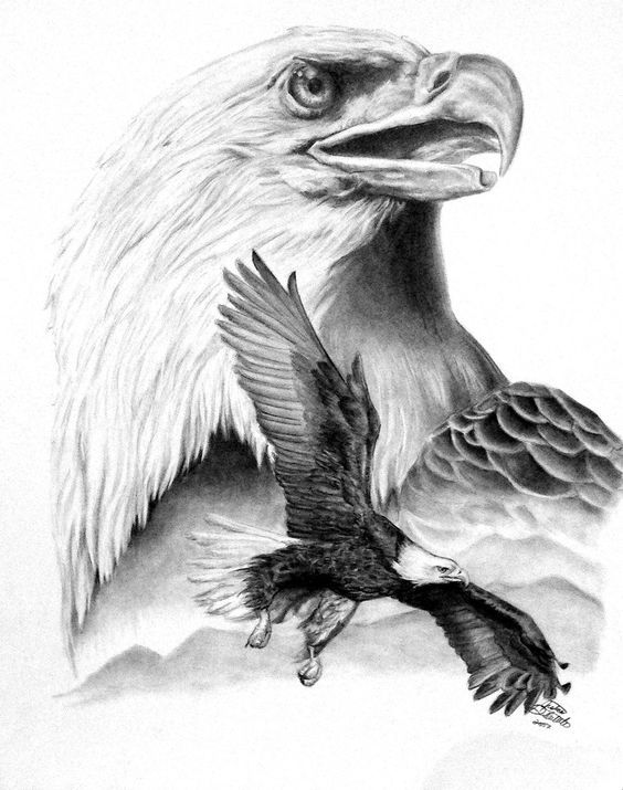 564x715 Eagle Nest Drawing Eagle Drawing Flying App Lineart - Eagle In Flight Sketch