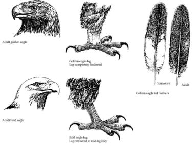 379x286 Bald And Golden Eagle Damage Management And Predation Control - Eagle In Flight Sketch