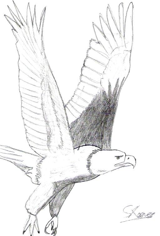 512x752 Collection Of Bald Eagle Flying Drawing Download Them And Try To - Eagle In Flight Sketch
