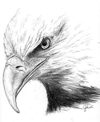 329x400 Eagle Pencil Drawing Pencil Drawings - Eagle Pencil Sketch