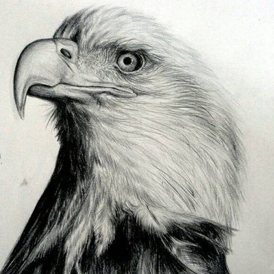 400x400 Eagle Pencil Drawing Images Wallpaper Stock - Eagle Pencil Sketch