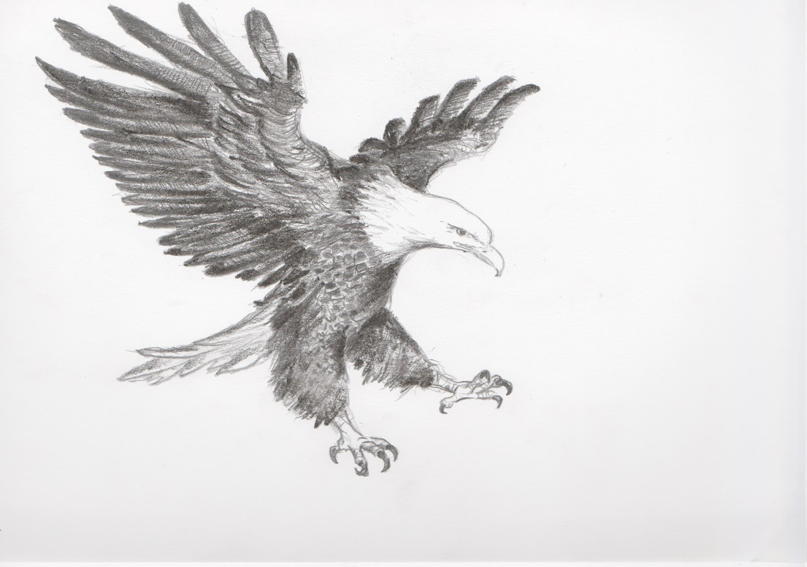 Eagle Pencil Sketch At Paintingvalley Com Explore Collection Of