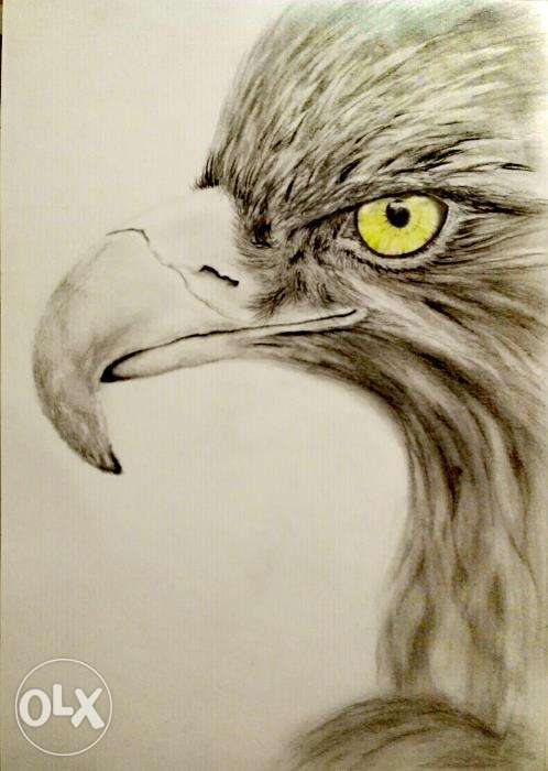498x700 Eagle Pencil Drawing Sharm Al Sheikh - Eagle Pencil Sketch
