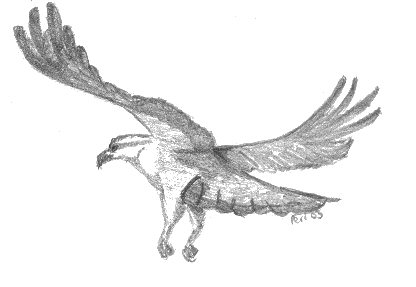 416x287 Fileeagle Pencil Sketch.jpg - Eagle Pencil Sketch