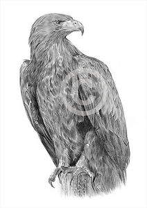 212x300 Golden Eagle Pencil Drawing Art Print A4a3 Sizes Bird Artwork Ebay - Eagle Pencil Sketch