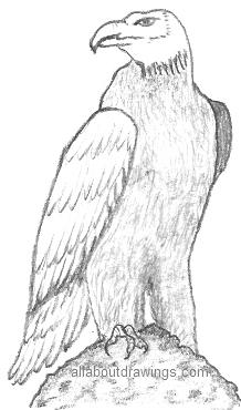 218x370 Powerful Eagle Pencil Drawings - Eagle Pencil Sketch