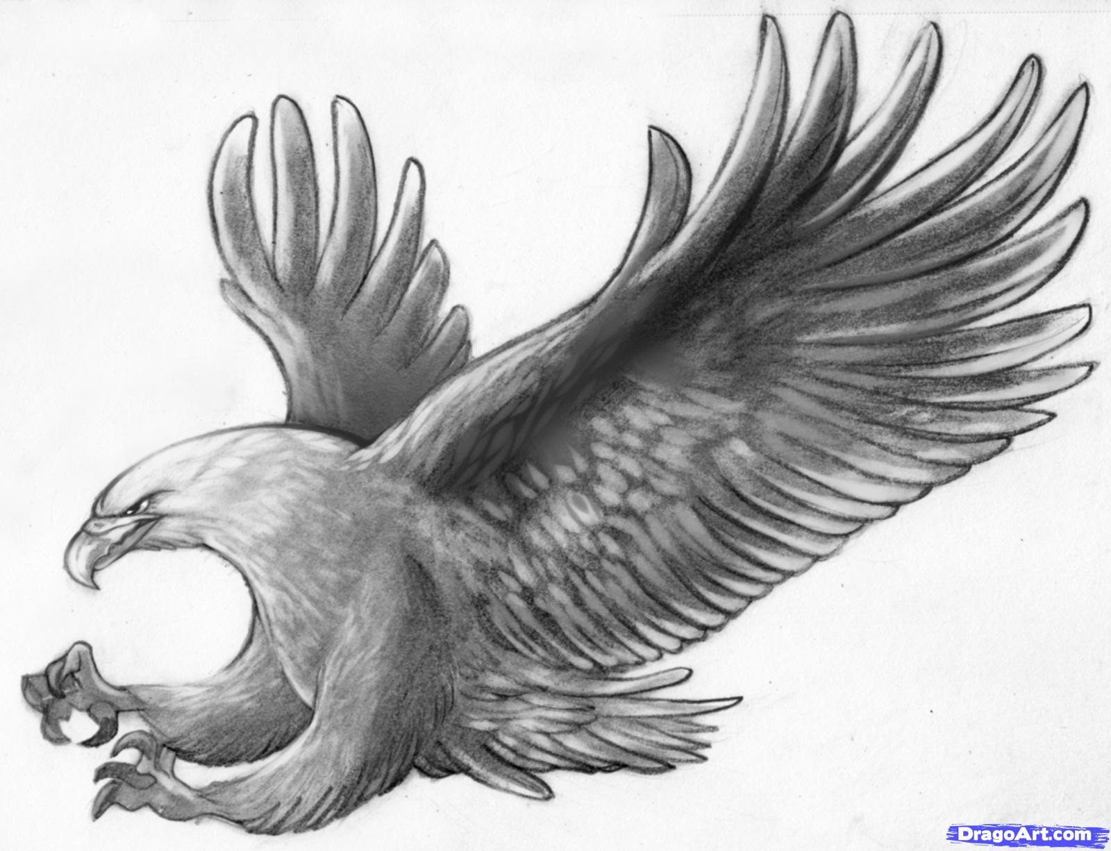 1600x1226 Eagle Pencil Drawing Archives - Eagle Pencil Sketch