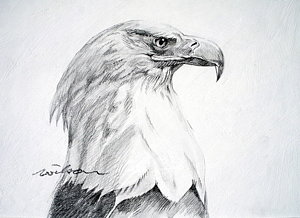 300x218 Bald Eagle Pencil Drawing Drawings Fine Art America - Eagle Pencil Sketch