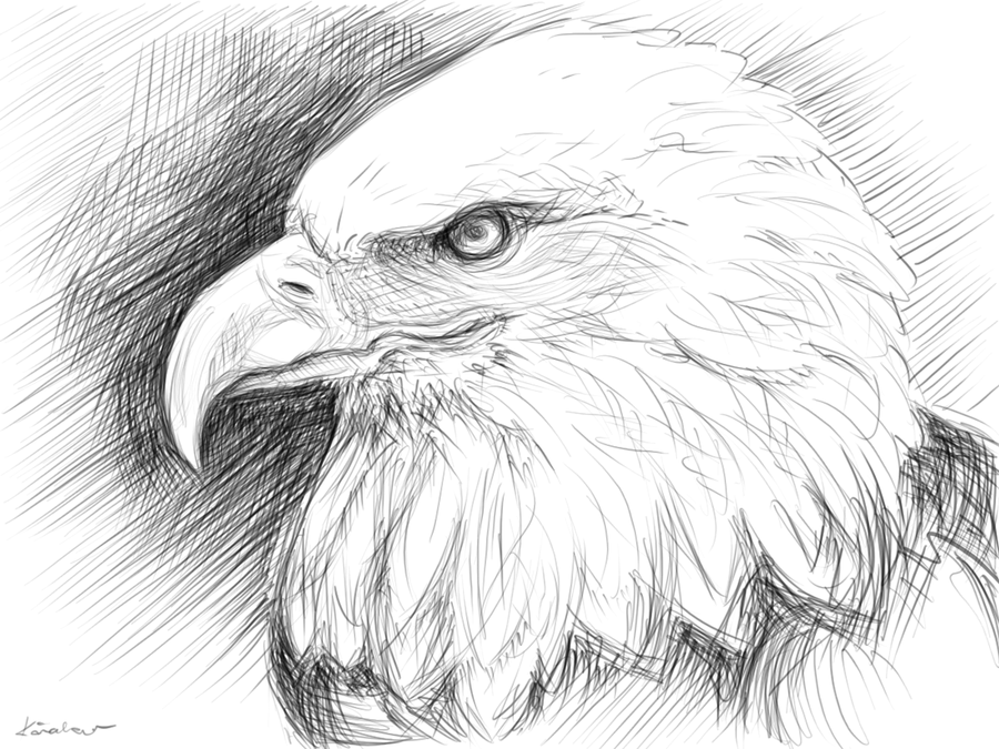 900x675 Eagle Sketch By Circle00 - Eagle Sketch