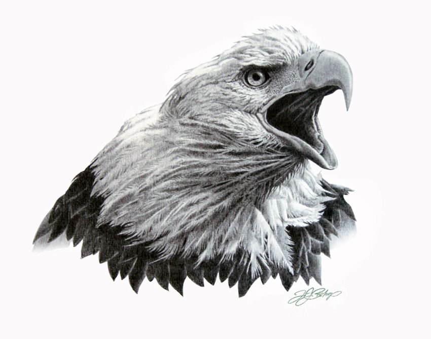 850x668 Bald Eagle Sketches Home Original Artwork Eagle Head Study In - Eagle Sketch