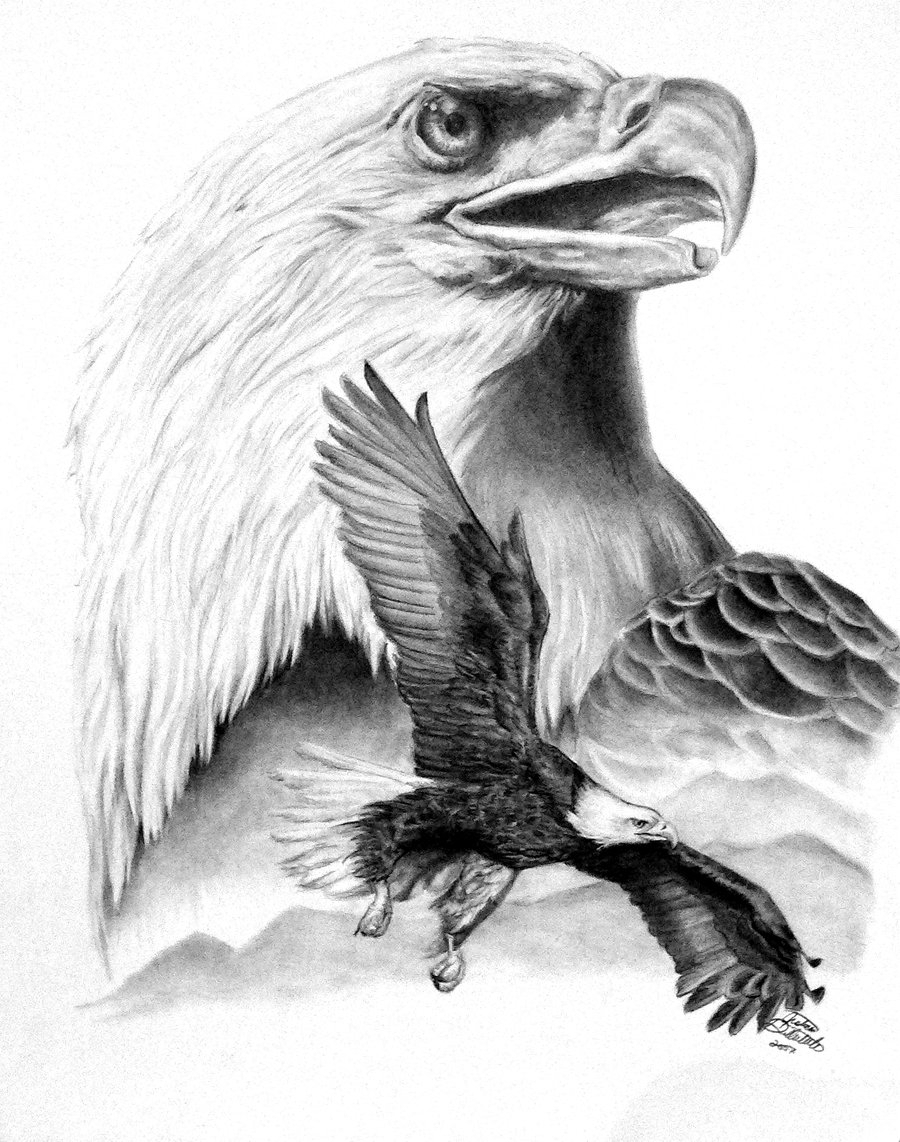 Eagle Sketch Drawing at PaintingValley.com | Explore ...