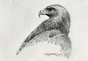 300x210 Drawing Sketches Of Eagle Gallery Eagle Sketch Images, - Eagle Sketch Drawing