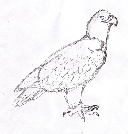 434x453 Eagle Drawing Step By Step - Eagle Sketch Drawing