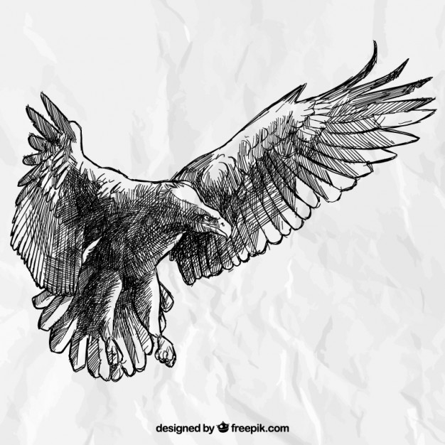 626x626 Eagle Drawing Vectors, Photos And Psd Files Free Download - Eagle Sketch Drawing