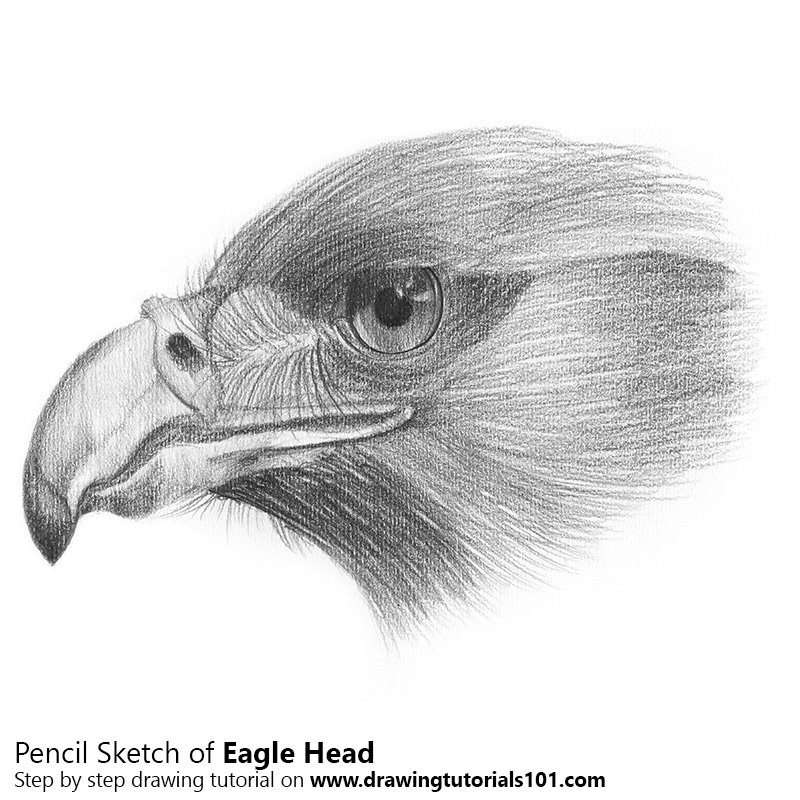 800x800 Eagle Head Pencil Drawing - Eagle Sketch Drawing