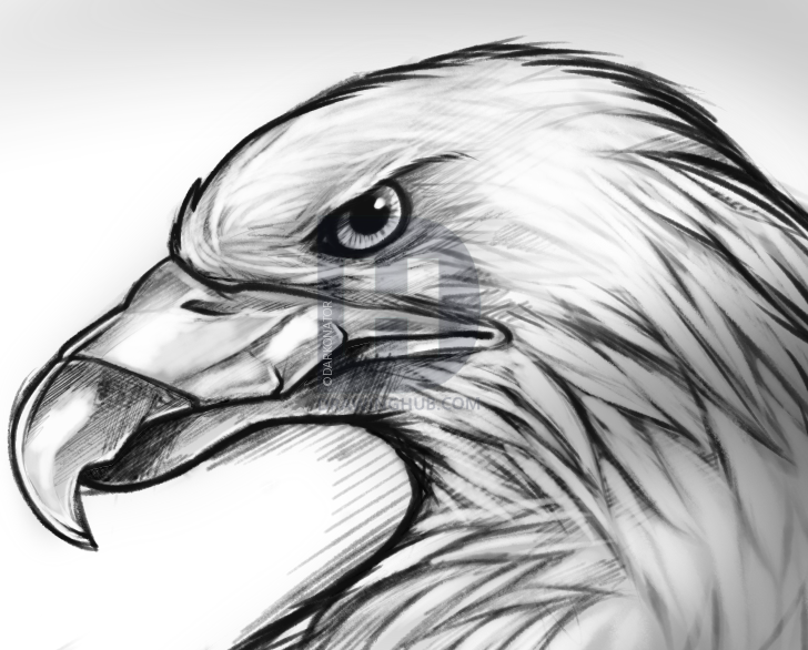 728x586 How To Sketch An Eagle, Step By Step, Drawing Guide, By Darkonator - Eagle Sketch Drawing