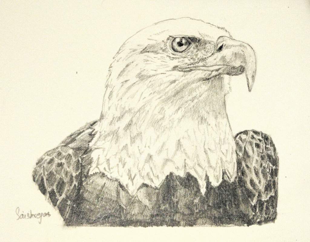 1024x799 My Eagle Sketch Art Amino - Eagle Sketch Drawing